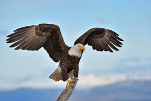 What Do Eagles Eat? (Diet & Facts)