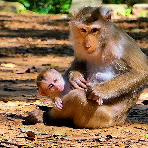 6.7K views · 1.6K reactions | Mama Libby Nursing & Take Care Her Little King Baby LEO So Well | Monkey Rainbow | Facebook