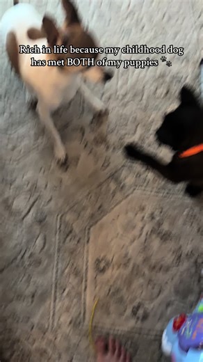 Spike turns 15 in January 😭🐾 . . #childhood #dogs #puppy #love | dogs