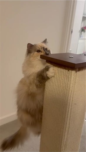 Who Said Ragdolls Are Lazy? 😹 Fluffy at her best.