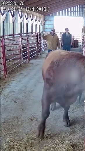 Bull Snort in Barn Aisle - Cattle Dog's Expert Turn Maneuver