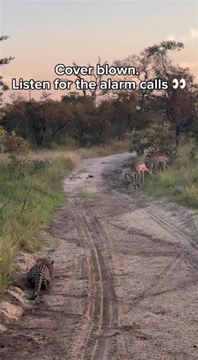 When impalas detect a predator like a leopard, they produce loud alarm calls to warn the herd. These calls don’t just alert others — they also let the predator know it’s been seen. Birds often play a key role too, using their own warning calls to alert nearby animals to danger. Many prey species pay close attention to these sounds, increasing their chances of spotting predators early. Once spotted, a leopard’s element of surprise is gone, and many hunts are abandoned before they even begin. #wil
