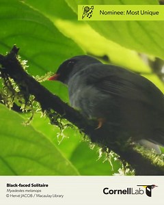 A new category for our 'Bird Grammys' this year: Most Unique. Some birds have extremely creative ways of making sound, like this Club-winged Manakin who makes the sound you hear here with its wings, or the Malaysian Rail-babbler which uses vibrant purple throat patches to create a high whistle or the extreme volume produced by the Black-faced Solitaire or Screaming Piha. Watch the video to hear all these sounds and vote for who you think has the most unique sound: https://cornell.ca1.qualtrics.c