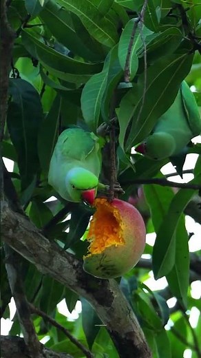 Rose Ringed Parakeet Eating Mango 🦜🥭 #animal #animals #bird #birds #nature #wildlife