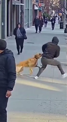 Thief Tries to Steal Purse — Dog Reacts Instantly CCTV