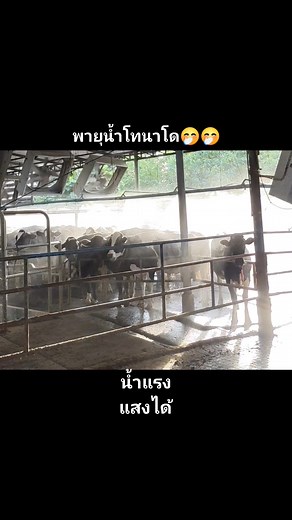 นางฟ้าวัวน้อยฟาร์ม on Reels