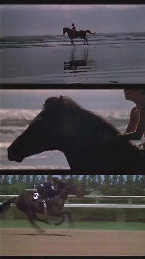 The Black Stallion | The Freedom of the Wild Stallion #shots #horse #cinematic #equestrian