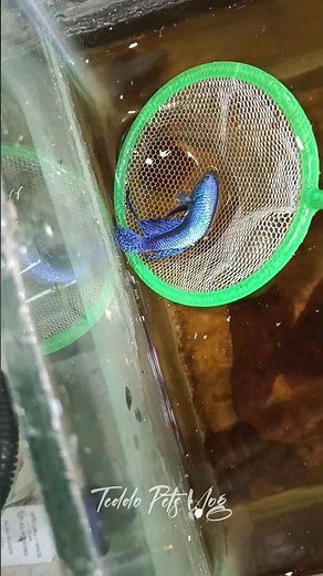 ‼️Breed Aguma ⁉️ Alien Betta Breeding Part 1 👽✅|#trending #tamil #viralvideo