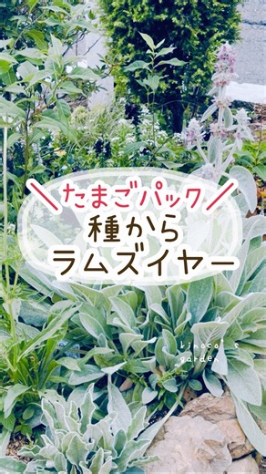 種からラムズイヤー