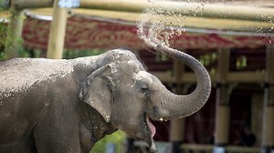 Audubon Zoo reopens at limited capacity