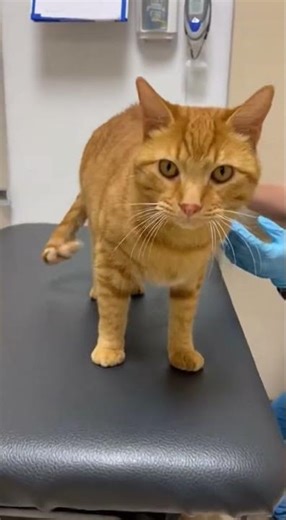 🐱 Vet's Camera Captures What Happens After This Prognosis...
