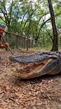 Feeding our biggest gator #gator #alligator