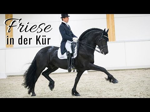 Ein Friese in der CDI5* Kür 🤩 | Ein atemberaubender Hengst! | Marc Peter Spahn & Elias