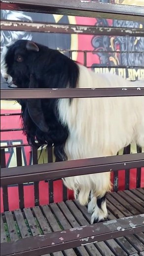 KAMBING ETAWA JANTAN GANTENG #kambing #jiooss etawa farm #goat videos