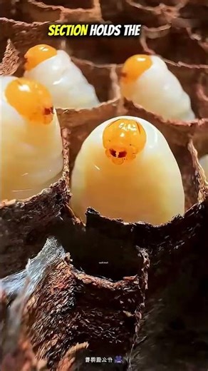 Why They Drop Part of the Beehive 😳🐝#shortfacts #shorts