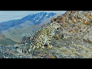 UNITED FOR SNOW LEOPARDS: Protecting the Lord of the Mountains in China and Mongolia