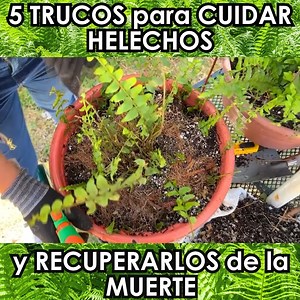 🌿Los Helechos son una planta que todos quiséramos tener, esto por su gran belleza y forma, sin embargo es necesario saber cuáles son sus cuidados para evitar perderla. Este tipo de plantas pueden secarse fácilmente si no lo atendemos bien, pero no siempre está todo perdido pues es posible recuperar e incluso revivir la planta.🌿 | Agrorganicos