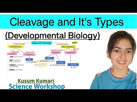 Cleavage and Its Types | Cleavage Pattern |Developmental Biology | BSc | By Kusum | Science Workshop