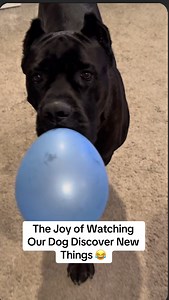 Bane is officially maturing .. we think 👀😂 | Raising Bane