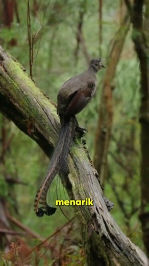 Burung Paling 'Copy-Paste' di Dunia!#TauGakSih #InfoMenarik #KontenEdukasi #TrendingHariIni