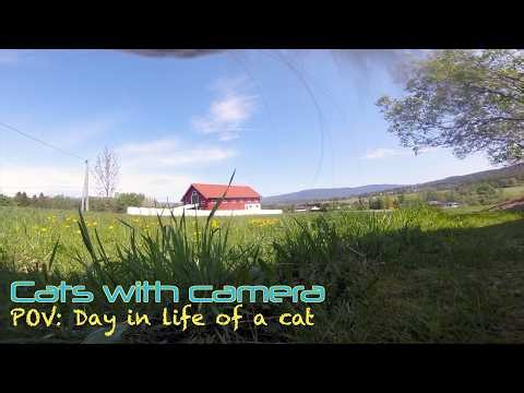 Cat POV : Enjoying spring break