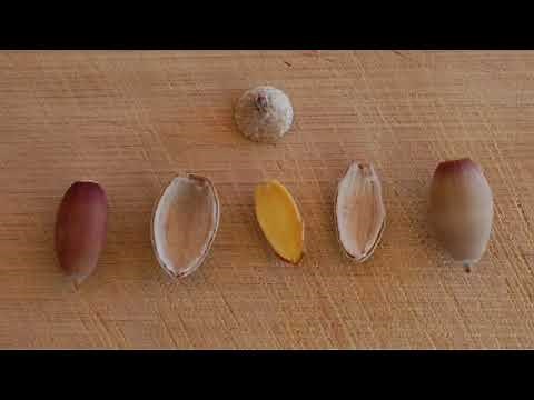 La Bellota - Emory Oak and its Uniquely Edible Acorns