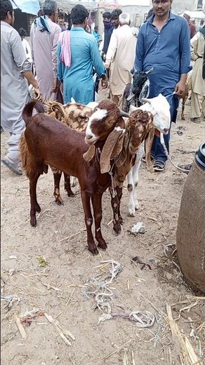 Funny Goats Compilation 😂 | Best Goat Moments Ever