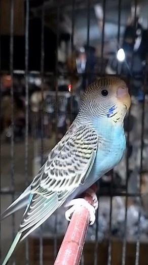 Adorable Budgies Chirping in Cage 🐦 | Cute Parakeets Singing | #BudgieLoveNest
