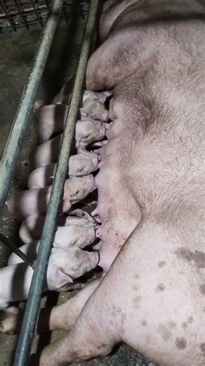 Cute Baby Pig Playing in the Mud 🐷💕 #PigLife #CuteAnimals #ViralVideo