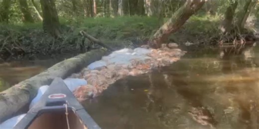 Riverkeeper discovers hundreds of rotting dead chickens dumped in water
