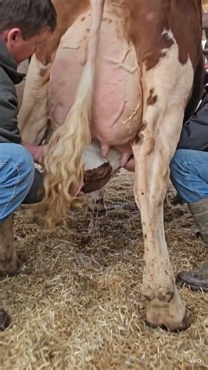 Operate a cow for saving cowboy life