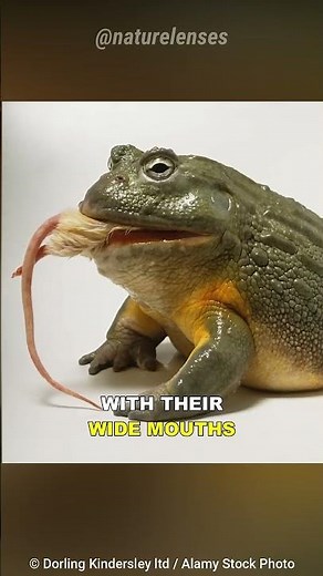 Bullfrog Eats Everything