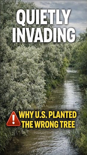 The U.S. Government Regrets This Tree #russian olive invasive usa #why russian olive is invasive