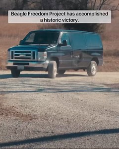 In case you missed it, Beagle Freedom Project has recently SHUT DOWN a 30-acre animal testing laboratory, freeing over 200 cats and dogs in the process! We are now working around-the-clock to turn this former testing laboratory into Freedom Fields, a paradise and adoption center for our survivor animals. 🛠️❤️ We need YOU! Here’s how you can help: 🐶 VOLUNTEER: We need volunteers to help us rebuild, care for the animals, clean, and transform!: BFP.org/volunteer/ 🐶 FOSTER/ADOPT: We are looking f