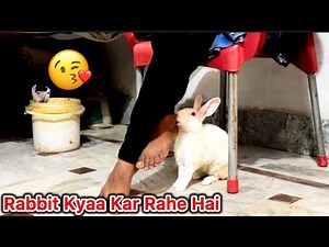 Rabbit Screaming ￼Sound Effect