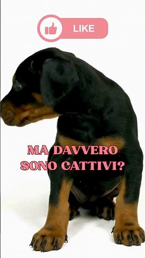 DOBERMAN: DID YOU KNOW THAT…? 🤯