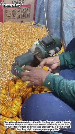 Corn Shelling Process: Fast Manual Work for Higher Productivity