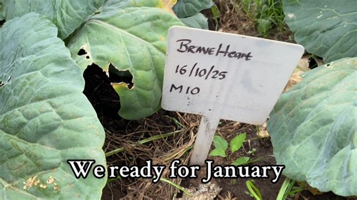 January Harvest Preparation for Cabbages