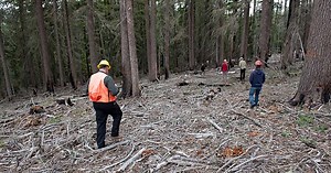 Forest Service is using threat of wildfires to meet timber targets, documents show