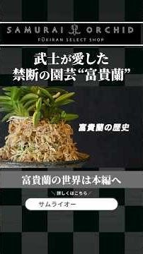 【世界も注目】日本の伝統：「富貴蘭」の波乱すぎる歴史 #富貴蘭 #古典園芸 #日本の美 #Fukiran #japaneseculture