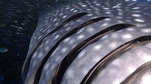 64K views · 1.7K reactions | Close-up shot of a whale shark’s gills 麗 : Manfred Bortoli #WhaleShark #Sharks #Fascinating #Interesting #Underwater #Animals #Wildlife | Animal Planet | Facebook