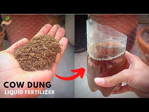 How to Make A Liquid Fertilizer From Cow Dung? - Pure Greeny.