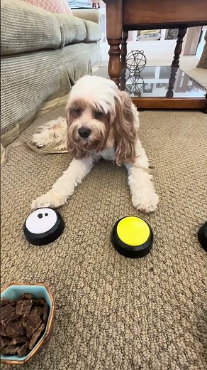 Charlie (Cavapoo) learning to ask for what he wants most using buttons #dog #shorts