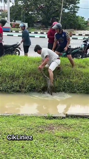 Man captures a python with his bare hands from floodwaters in Kangar, Perlis