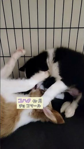 子犬の相手をする姿を見て優しい母犬になってくれそうな子犬♪【ボーダーコリー子犬】