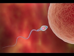 Tomber enceinte rapidement : la période fertile
