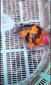 Here's why Pan's is the best ranchu farm in China | Goldfish Kingdom