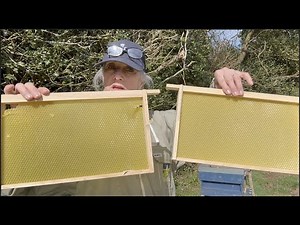 THE BEGINNINGS OF A BAILEY COMB CHANGE