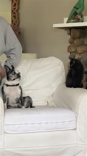 Funny Animal Reactions: He said 👀