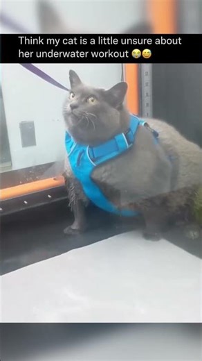 😅 An underwater workout can be helpful for cats because the water supports their body weight weight